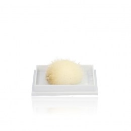 natrolit-zbierkovy-mineral-7-28g-01
